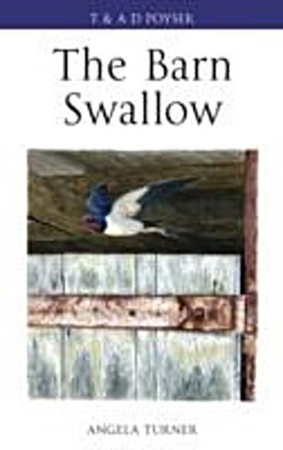 Barn Swallow