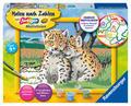 Malen nach Zahlen - Jeder kann malen (Mal-Sets), Bildgröße: 18 x 24 cm Ravensburger Malen nach Zahlen 28486 - Kleine Leoparden - Kinder ab 9 Jahren
