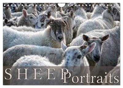 Sheep Portraits (Wall Calendar 2026 DIN A4 landscape), CALVENDO 12 Month Wall Calendar
