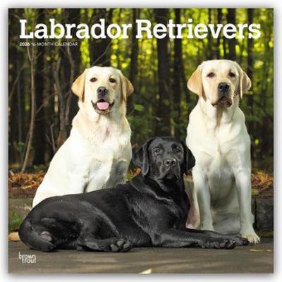 Labrador Retrievers - Labrador Retriever 2026 - 16-Monatskalender