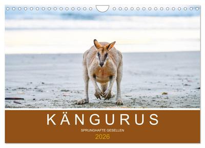 Kängurus, sprunghafte Gesellen (Wandkalender 2026 DIN A4 quer), CALVENDO Monatskalender