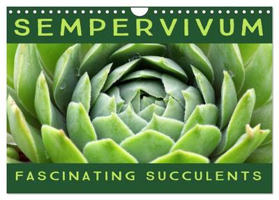 Sempervivum Fascinating Succulents (Wall Calendar 2026 DIN A4 landscape), CALVENDO 12 Month Wall Calendar