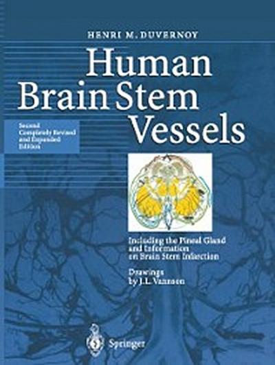 Human Brain Stem Vessels