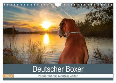 Deutscher Boxer (Wandkalender 2026 DIN A4 quer), CALVENDO Monatskalender
