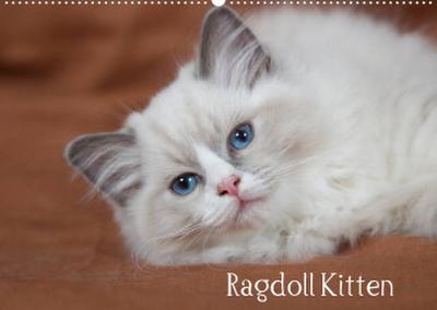Ragdoll Kitten (Wandkalender 2023 DIN A2 quer)