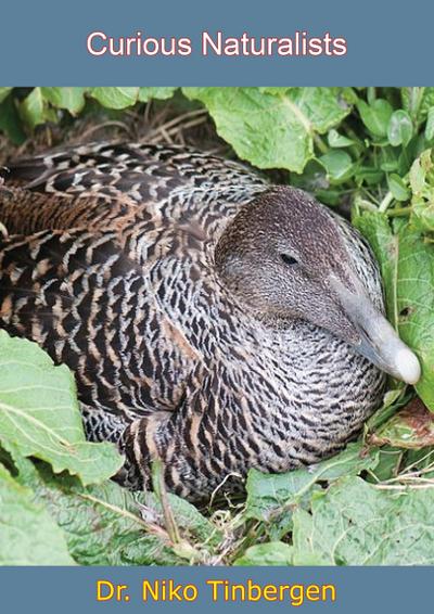 Curious Naturalists