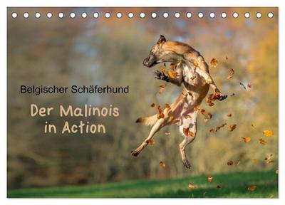 Belgischer Schäferhund - Der Malinois in Action (Tischkalender 2026 DIN A5 quer), CALVENDO Monatskalender