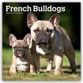 French Bulldogs - Französische Bulldogge 2026 - 16-Monatskalender