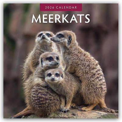 Meerkats 2026 Square Wall Calendar