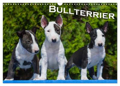 Bullterrier (Wandkalender 2024 DIN A3 quer), CALVENDO Monatskalender