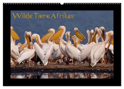 Wilde Tiere Afrikas (Wandkalender 2025 DIN A2 quer), CALVENDO Monatskalender