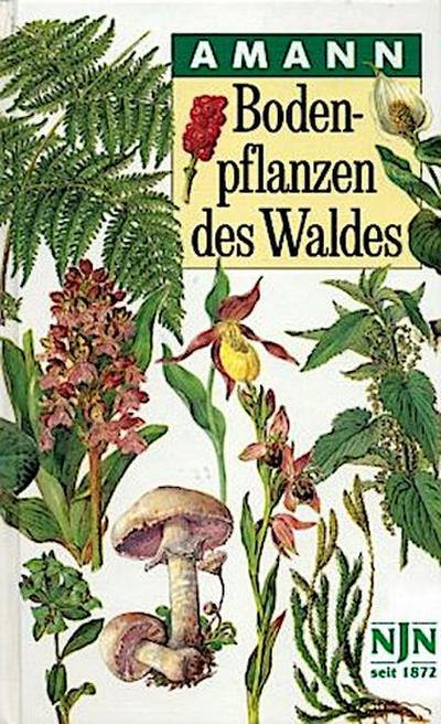 Bodenpflanzen des Waldes