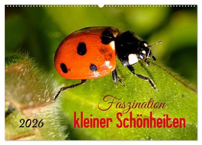 Faszination kleiner Schönheiten (Wandkalender 2026 DIN A2 quer), CALVENDO Monatskalender