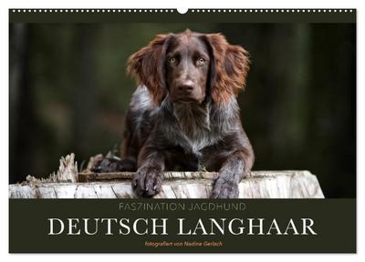 Faszination Jagdhund - Deutsch Langhaar (Wandkalender 2024 DIN A2 quer), CALVENDO Monatskalender