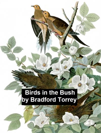 Birds in the Bush
