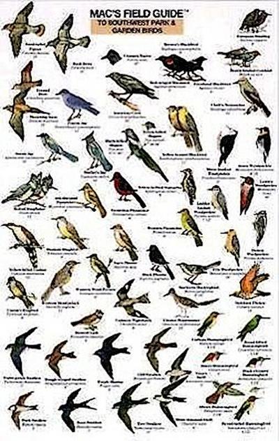 Mac’s Field Guides: Southwest Park/Garden Birds