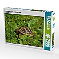 Griechisches Landschildkröten Baby (Puzzle)