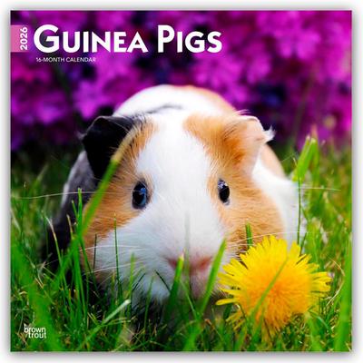 Guinea Pigs - Meerschweinchen 2026 - 16-Monatskalender