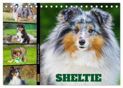 Sheltie - Ein Stück vom Glück (Tischkalender 2026 DIN A5 quer), CALVENDO Monatskalender