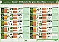 Essbare Wildkräuter für grüne Smoothies 2