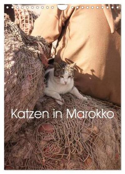 Katzen in Marokko (Wandkalender 2026 DIN A4 hoch), CALVENDO Monatskalender