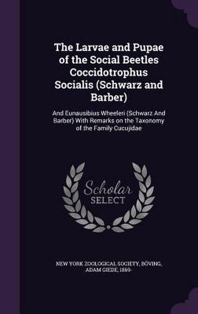 The Larvae and Pupae of the Social Beetles Coccidotrophus Socialis (Schwarz and Barber): And Eunausibius Wheeleri (Schwarz And Barber) With Remarks on