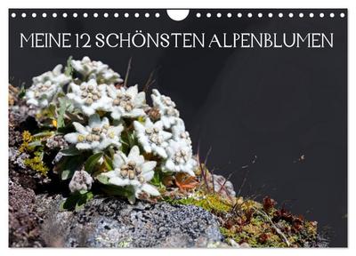 Meine 12 schönsten Alpenblumen (Wandkalender 2024 DIN A4 quer), CALVENDO Monatskalender
