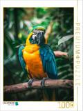 CALVENDO Puzzle Papagei | 1000 Teile Lege-Größe 48 x 64 cm Foto-Puzzle für glückliche Stunden