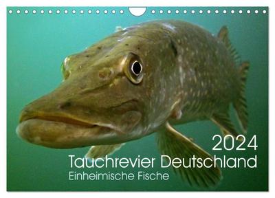Tauchrevier Deutschland (Wandkalender 2024 DIN A4 quer), CALVENDO Monatskalender