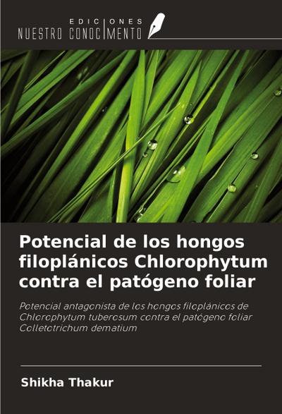Potencial de los hongos filoplánicos Chlorophytum contra el patógeno foliar