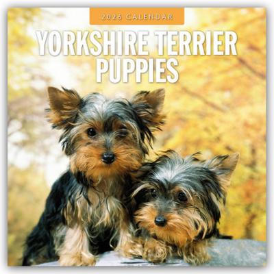 Yorkshire Terrier Puppies - Yorkshire Terrier Hundewelpen 2026 - 16-Monatskalender
