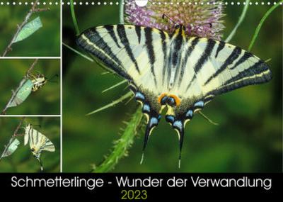 Schmetterlinge - Wunder der Verwandlung (Wandkalender 2023 DIN A3 quer)
