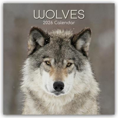 Wolves - Wölfe 2026 - 16-Monatskalender