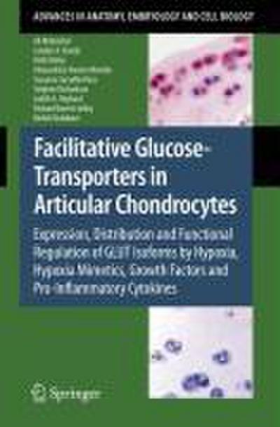 Facilitative Glucose Transporters in Articular Chondrocytes
