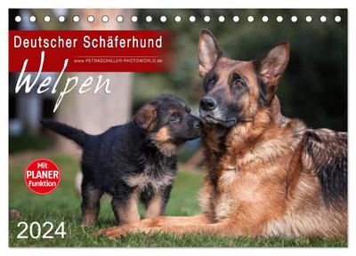 Deutscher Schäferhund - Welpen (Tischkalender 2024 DIN A5 quer), CALVENDO Monatskalender