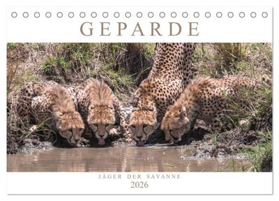 Geparde - Jäger der Savanne (Tischkalender 2026 DIN A5 quer), CALVENDO Monatskalender