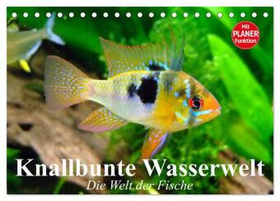 Knallbunte Wasserwelt. Die Welt der Fische (Tischkalender 2026 DIN A5 quer), CALVENDO Monatskalender