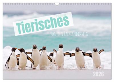 Tierisches von den Falklandinseln (Wandkalender 2026 DIN A3 quer), CALVENDO Monatskalender