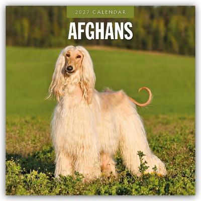 Afghans - Afghanischer Windhund 2027 - 16-Monatskalender