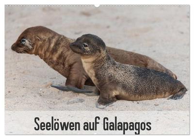 Seelöwen auf Galapagos (Wandkalender 2024 DIN A2 quer), CALVENDO Monatskalender