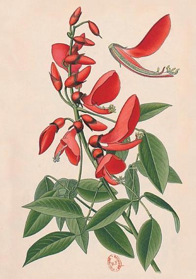 Carnet Ligné Erythrine, Dessin 19e Siècle