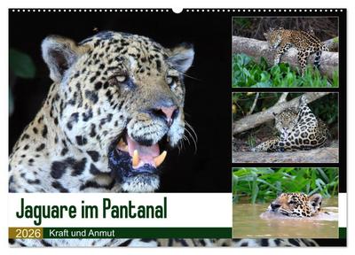 Jaguare im Pantanal (Wandkalender 2026 DIN A2 quer), CALVENDO Monatskalender