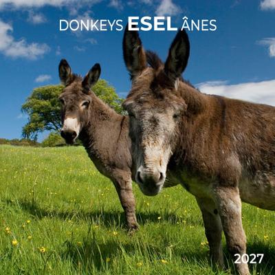 Esel / Donkeys 2027