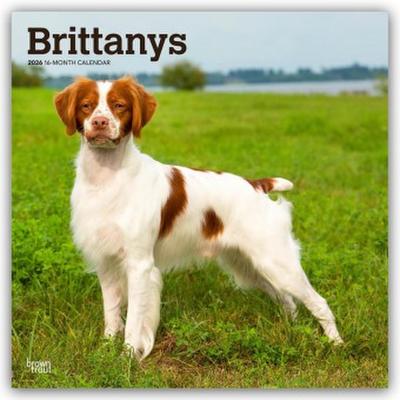 Brittanys - Bretonischer Vorstehhund 2026 - 16-Monatskalender