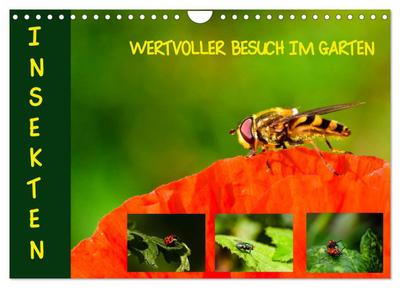 Insekten - wertvolle Gäste im Garten (Wandkalender 2024 DIN A4 quer), CALVENDO Monatskalender