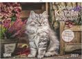 DuMonts Katzen Kalender 2027