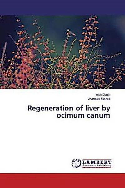 Regeneration of liver by ocimum canum