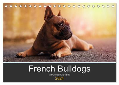 French Bulldog aktiv, verspielt, sportlich (Tischkalender 2024 DIN A5 quer), CALVENDO Monatskalender