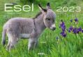 Esel 2023