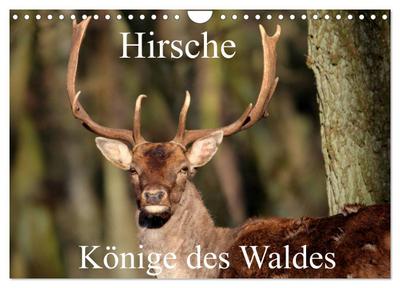 Hirsche - Könige des Waldes/Geburtstagskalender (Wandkalender 2024 DIN A4 quer), CALVENDO Monatskalender